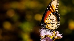Animals Butterflies insects Thistles