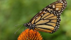 Animals Butterflies monarch Thistles