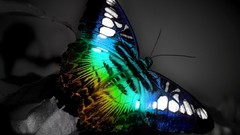 Animals Butterflies multicolor