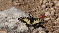 Animals Butterflies Swallowtail