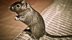 Animals cage black eyes mice