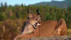 Animals California cougars