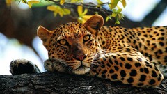 Animals calm Leopards