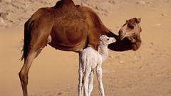 Animals Camels baby animals