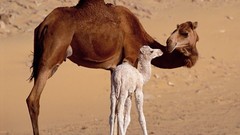 Animals Camels baby animals