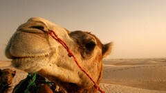 Animals Camels desert closeup Mammals outdoors