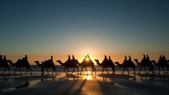 Animals Camels deserts