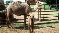 Animals Camels Giraffes chameau