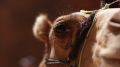 Animals Camels saudi arabia Mammals desert ship