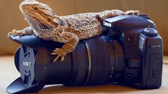 Animals Cameras bearded dragon