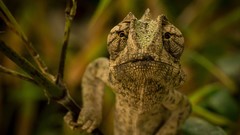 Animals camouflage chameleons