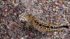 Animals camouflage jaguars looking up fallen leaves