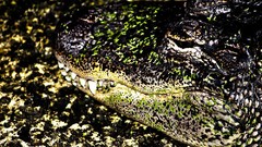 Animals camouflage Reptiles