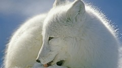 Animals Canada arctic fox