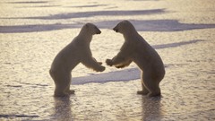 Animals Canada Fighting male Polar Bears