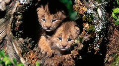 Animals Canada lynx baby animals