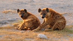 Animals canine animal