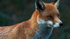 Animals canine foxes