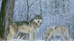 Animals canine Wolves