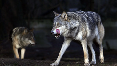 Animals canine Wolves