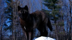 Animals canine Wolves