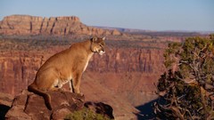 Animals canyon puma cougars Windows Vista