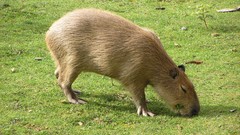 Animals capybara