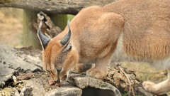 Animals caracal