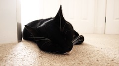 Animals carpet cats low-angle shot