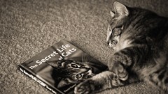 Animals carpet cats monochrome