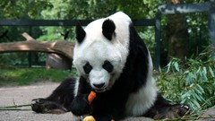 Animals carrots panda bears