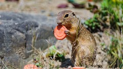 Animals carrots slices eating squirrels