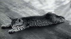 Animals cat black and white cats cute laying stretched