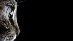 Animals cat eyes cute