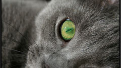 Animals cat eyes Green face