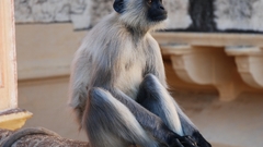 Animals cat India macaque amp org browse mrhat