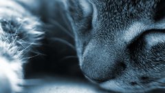 Animals cat sleeping awesome