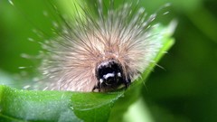 Animals caterpillars