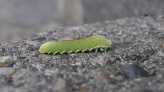 Animals caterpillars depth of field