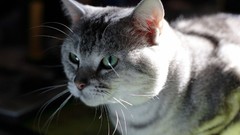 Animals cats abstract