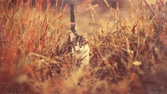 Animals cats Adventure paths fields