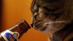 Animals cats alcohol drinks Tigers pets beers