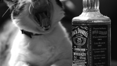 Animals cats alcohol whiskey jack daniels liquor