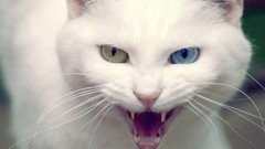 Animals cats angry heterochromia van cat Turkey Van Cat