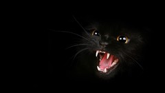 Animals cats artistic