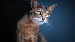 Animals cats artwork