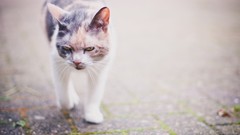 Animals cats artwork