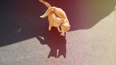 Animals cats asphalt couple pets looking up domestic cat