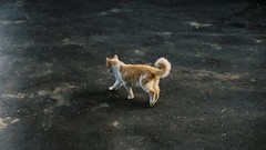 Animals cats asphalt pets domestic cat
