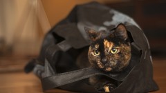 Animals cats Bags